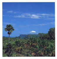 La Macarena se halla incluida dentro de la Provincia Biogeogrfica de la Guyana.