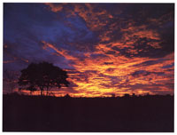 La proteccin de la serrana de La Macarena se inici en 1948 cuando fue declarada Reserva Biolgica. En 1989 se constituy en Parque Nacional Natural.
