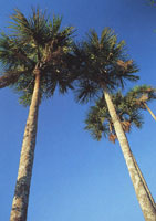 Varios aspectos que muestran la transicin de la vegetacin de los Andes a la Amazona.