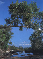 Varios aspectos que muestran la transicin de la vegetacin de los Andes a la Amazona.