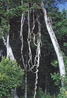 Varios aspectos que muestran la transicin de la vegetacin de los Andes a la Amazona.