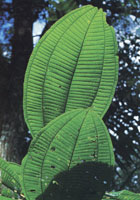 Varios aspectos que muestran la transicin de la vegetacin de los Andes a la Amazona.