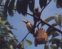 Las  investigaciones cientficas en Tunah se iniciaron hace apenas unos cuatro aos, cuando se realizaban los primeros contactos con los, hasta ahora desconocidos, Nukaks, una tnia nmada de la zona. Tucancillo multibanda.