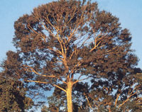 Comunidad arbrea con la especie Cedrela hoy mpliamente amenazada.