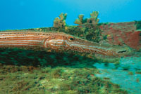 El pez trompeta que habitualmente se coloca en posicin vertical, para pasar inadvertido.