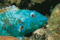 El pez loro azul, uno de los ms vistosos del medio marino.