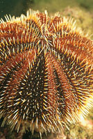 Los erizos son fundamentales para conservar el equilibrio en las lagunas arrecifales, puesto que utilizan sus dientes mandibulares para roer las algas y evitar as su proliferacin.