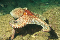 Los calamares expulsan una tinta para confundir al predador y utilizan, como los pulpos, un sistema de propulsin a chorro para escapar. Se alimentan de caracoles, crustceos y bivalvos.