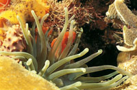 Adheridos al sustrato mediante una base muscular, se alimentan de plancton y sus tentculos son por lo general urticantes.