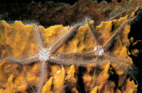 Poseen generalmente cinco brazos muy delgados con los que filtran el alimento, son de hbitos nocturnos y por lo general estn asociados a las esponjas.