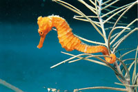 El caballito de mar es un pez pequeo que se moviliza lentamente y se adhiere a los corales blandos mediante su cola.