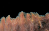 Borde de una esponja barril.