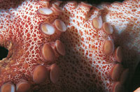 Ventosas del tentculo de un pulpo, especie que forma parte de los cefalpodos, moluscos con los pies unidos a la cabeza, que se alimentan en las noches de cangrejos, caracoles y langostas.