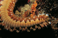 El gusano de fuego, una especie urticante que es un poliqueto -gusano de muchos pies-, que se puede desplazar por el arrecife; se alimenta de plipos de coral.