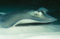 La raya comn vive siempre sobre fondos arenos; puede llegar a medir hasta 2.4 metros.