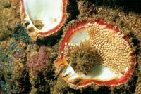 Las ostras tienen dos conchas que fabrican con sus secreciones gstricas. En el Pacfico hay varias especies localizadas especialmente cerca de las zonas manglricas.