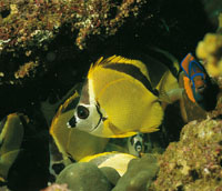 La produccin pesquera del Pacfico es de las ms altas del mundo y el rea de Colombia es especialmente favorecida, porque las corrientes profundas que vienen del Antrtico arrastran hacia esta zona grandes cantidades de plancton. Pez mariposa.