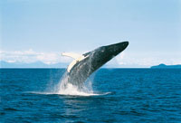 La ballena yubarta o ballena jorobada hace largas travesas desde las fras aguas de los polos hasta las zonas tropicales, donde se aparea y nacen sus cras. Cerca de las islas de Gorgona y Malpelo y en la ensenada de Utra, los machos efectan una serie