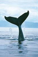 Los cientficos han descubierto que las manchas de la cola de las ballenas jorobadas son totalmente distintas en cada una de ellas, gracias a lo cual ha sido posible identificarlas y rastrear sus hbitos migratorios.