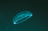 Algunas medusas, como mecanismo de proteccin, se hacen casi transparentes. Sus tentculos son muy urticantes y en algunos casos pueden llegar a ser mortales.