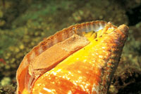 Los caracoles, especies sumamente frgiles por carecer de esqueleto interno, fabrican su propia concha como forma de proteccin. En muchas ocasiones estas conchas, despus de abandonadas, son utilizadas como hogar por los cangrejos ermitaos.