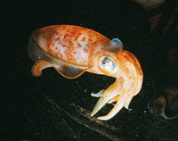 Los pulpos y los calamares, mediante un sofisticado sistema nervioso, pueden simular muy bien los colores y las texturas del medio donde se encuentran. Adems de sus tentculos, utilizan un sistema de propulsin a chorro para desplazarse y cuando se sient