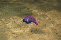 La fragata portuguesa, especie del Atlntico, de la familia de las medusas, cuyos tentculos secretan una sustancia muy urticante.