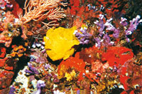 La forma que puede tomar el pez antenario o pez sapo para camuflarse, es la de una esponja y a la vez utiliza su antena para llamar la atencin de su presa.