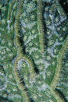 En el Caribe colombiano hay ms de 85 especies de corales ptreos; sus plipos, que son considerados como un conjunto, hacen de ellos los mayores constructores de edificios coralinos del ocano, mediante alianzas con las algas. 
Detalle de plipo de coral