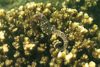 El caballito de mar es otro de los habitantes del ocano que tiene una gran facilidad para mimetizarse, especialmente entre los corales blandos, a los que se adhiere mediante la cola.