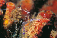 Los camarones limpiadores poseen vistosos cuerpos y largas antenas. En ocasiones es posible observar, a travs de los cuerpos transparentes de algunas especies, los huevecillos que transportan.