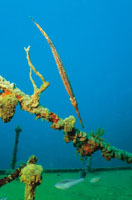 Pez trompeta intentando mimetizarse entre los restos de un barco hundido.