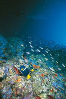 Peces ngel, propios del Pacfico colombiano.