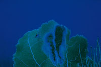 Aunque algunas de las enfermedades que aquejan a los corales, ocurren por procesos naturales, la mayora son causadas por el deterioro ambiental, generado por el hombre.