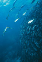 El medio acutico, cerca de mil veces ms denso que el aire, les otorga a las especies marinas un espacio vital 300 veces mayor que el de toda la extensin terrestre. Esta condicin particular ha determinado las formas y los medios de locomocin de los se