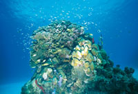 En la provincia nertica se encuentran los arrecifes coralinos, que son los ecosistemas ms ricos y productivos del mar, donde abundan peces, algas y otros recursos.