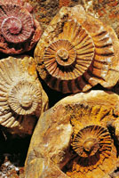 Muchas de las especies originarias del mar se han extinguido desde que se inici el proceso de diversificacin y especiacin hace 3.300 millones de aos. Los trilobites y las amonitas fueron los seres ms abundantes en los mares primitivos y hoy se encuen