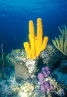 Algunos de los habitantes ms vistosos del arrecife de coral son las esponjas, cuyas funciones vitales son realizadas por cada una de las clulas que las componen.