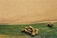 Las hojas, semillas y otros elementos vegetales como algas, lquenes y musgos se descomponen en los estuarios, costas y playas y sirven de alimento a una enorme variedad de organismos.