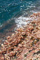 Existen organismos biolgicos adaptados a las difciles condiciones que se presentan en los acantilados y barreras donde el mar choca abruptamente. Aferrados con firmeza a las rocas, los rizomas de las algas cobijan a innumerables seres, como bivalvos, mo