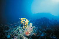 Panormica de un arrecife coralino.