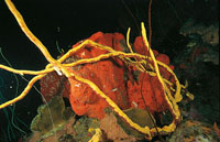 Las esponjas son animales multicelulares primitivos que poseen una gran variedad de formas y tamaos; segn su forma se clasifican en tubulares, masivas e incrustantes. Tienen esqueletos vtreos y tejidos blandos que las recubren; su estructura filtradora