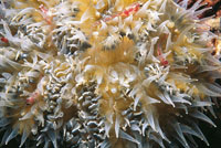 Plipos transparentes de corales ahermatpicos.