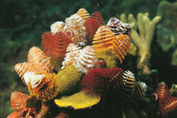 En el arrecife, algunos animales semejan plantas, como es el caso de los gusanos plumeros o poliquetos que viven adheridos al fondo marino; a travs de sus penachos capturan el alimento que flota en la corriente y su nico medio para protegerse de los pre