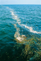 Los hileros son desechos de materiales orgnicos arrastrados por los ros hacia el mar, donde adquieren una gran movilidad. Bajo estos, cientos de especies se alimentan y se esconden.