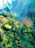 Algas calcreas, asociadas con octocorales.