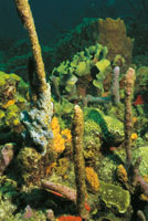 El arrecife es uno de los ecosistemas ms productivos y biodiversos del mundo, en el cual habitan esponjas, corales, algas e infinidad de especies.