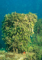 Las algas juegan un papel importante en los arrecifes, puesto que sirven de alimento a la fauna que los habita; las del gnero Halimeda, generalmente se desarrollan sobre un fondo rocoso. Su crecimiento excesivo se debe a la abundante oferta de nutrientes