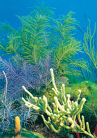 La variedad de formas de vida marina es tan compleja, que en muchas oportunidades es difcil precisar si se trata de plantas o de animales; esto ocurre, en el plancton, conformado por algas, esponjas, medusas, gusanos y peces en estado larvario y en forma