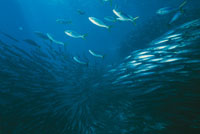 El mundo submarino es inmensamente ms rico y variado en formas de vida que el terrestre; en l abundan los bancos o cardmenes que, como las picudillas, se desplazan formando una masa homognea en movimiento, para protegerse de los predadores.